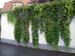 2078_Eger_plants_on_sidestreet_wall