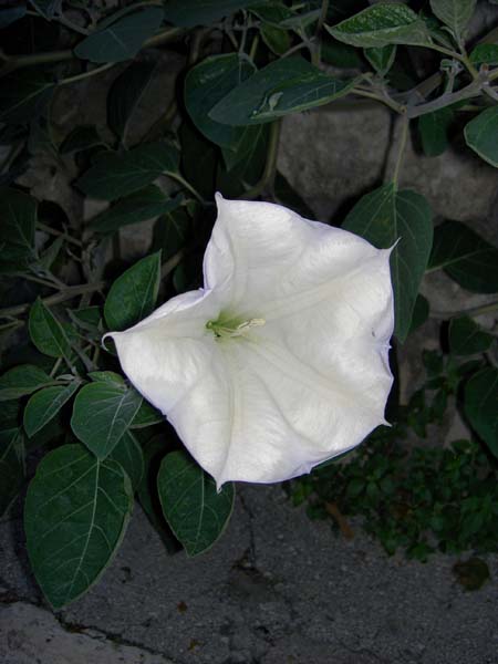 3109_Croatia_Rab_Island_trumpet_flower