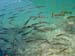 3057_Plitvice_fish