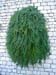 3104_Croatia_Rab_Island_plant_on_wall