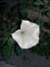 3109_Croatia_Rab_Island_trumpet_flower