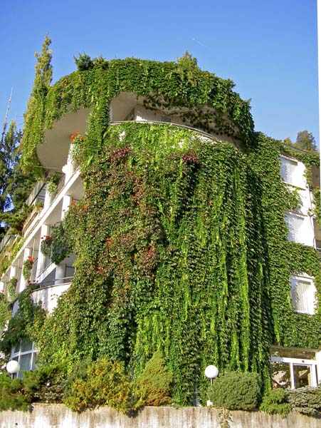 4084_Lake_Bled_office_vines