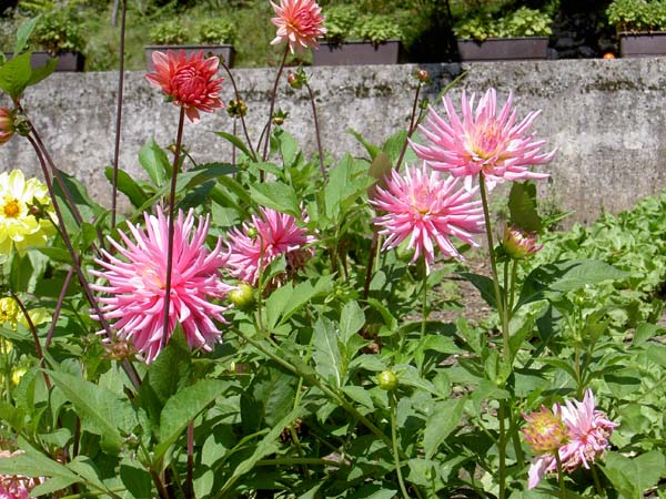 4131_Lake_Bled_dahlias