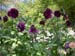 4129_Lake_Bled_dahlias