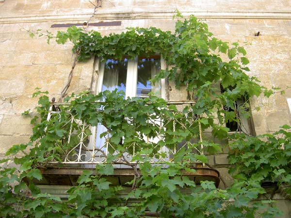 3040_Arles_vines_on_window