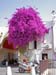 3103_Nice_super_bougainvilla