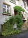 2019_Murten_doorway_vines