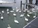 2063_Lake_Geneva_swans