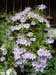 4006_clematis