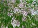 090_Mykonos_flowering_tree