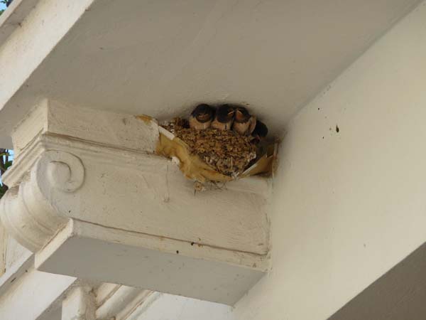 788_Athens_baby_birds