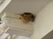 788_Athens_baby_birds