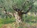 391_Kardamyli_hike_olive_tree