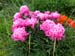006_Powerscourt_Gardens