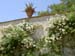 137_Florence_Boboli Gardens rose wall