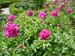 138_Florence_Boboli Gardens peonies