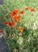 182_Montorosso_poppies