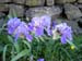 2018_Manarola trail_irises