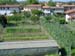 2042_road to Siena_backyard gardens