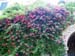 3131_Tivoli roses
