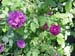 3167_Tivoli_roses 3