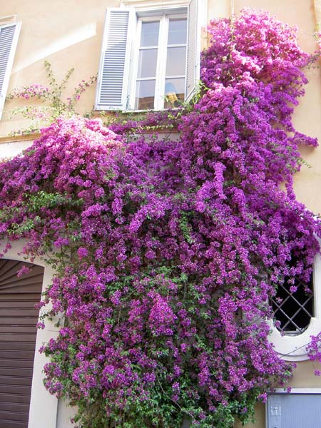 4009_Rome_bouganvellia on wall