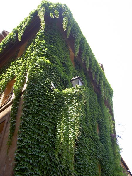 4041_Rome_vines on building