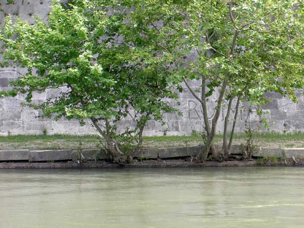 4130_Rome_trees on Tiber river bank