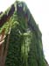 4041_Rome_vines on building