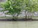 4130_Rome_trees on Tiber river bank