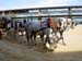 2091_horses_and_carriage