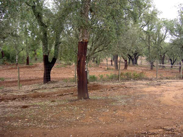 3104_cork_oak