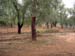 3104_cork_oak