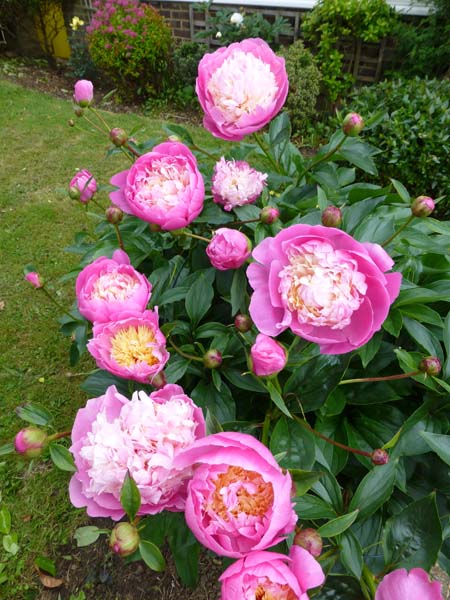040_Westgate_Gardens_Canterbury