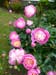 040_Westgate_Gardens_Canterbury