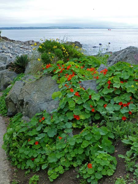 699_Mousehole