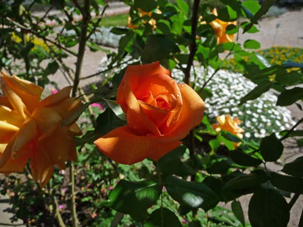 0035_Padua_Botanic_Garden
