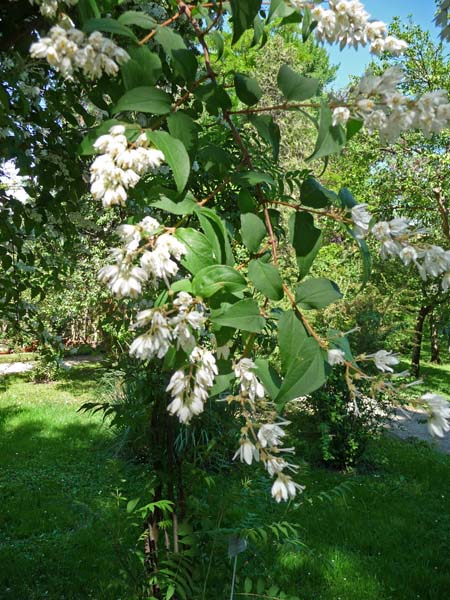 0043_Padua_Botanic_Garden