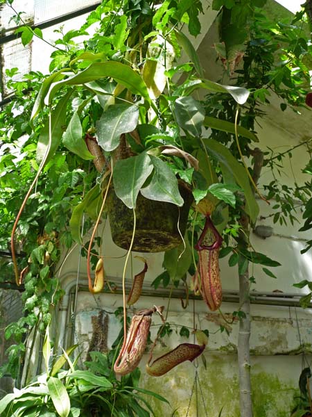0052_Padua_Botanic_Garden