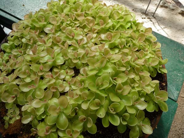0053_Padua_Botanic_Garden